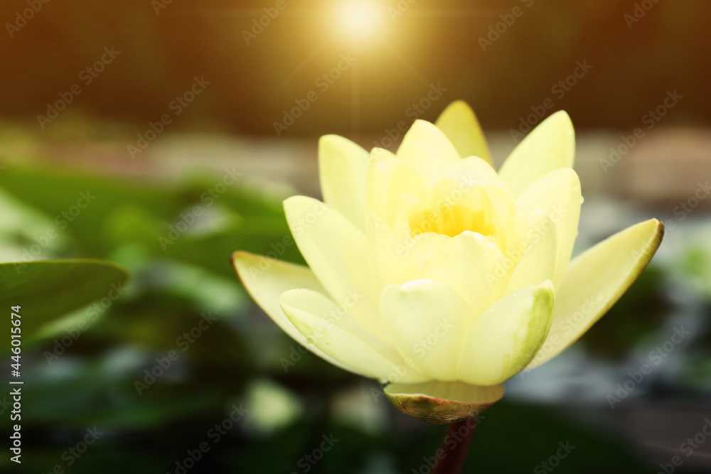 Closeup view of beautiful lotus, symbolic flower in Buddhism. Indian religion
