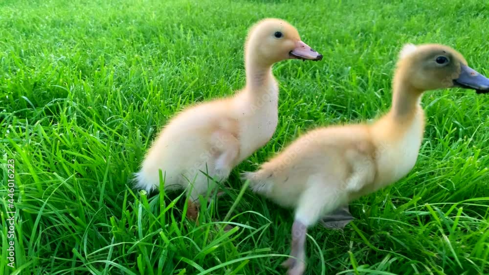 Two yellow ducklings walk on green grass for Easter. Domestic birds. Farming on the farm. Ducks on the lawn. Healthy animals. Bird protection. Human and nature. Farming and geese. Two yellow ducklings walk on green grass for Easter. Domestic birds. Farming on the farm. Ducks on the lawn. Healthy animals. Bird protection. Human and nature. Farming and geese.