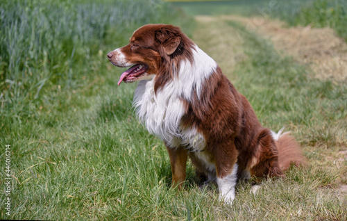 Australian shepherd dog sitting on a country path on hot summer day in Germany 