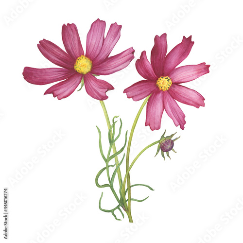 Bouquet with red flower of cosmea  Cosmos bipinnatus  Mexican aster  garden cosmos . Watercolor hand drawn painting illustration isolated on white background.