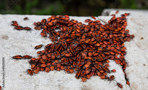 Fényképezés large colony of red and black beetles on a stone