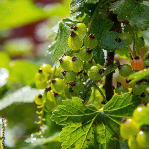 unripe red currants in the garden. summer sunny day. close up