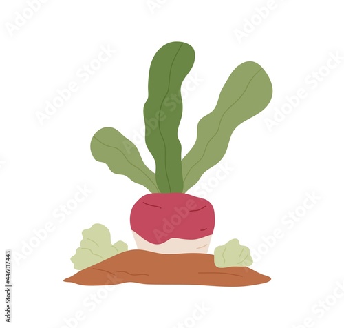Turnip growing under ground. Root and leaf of swede vegetable. Ripe raw plant of rutabaga. Underground veggie with tuber and leaves. Colored flat vector illustration isolated on white background