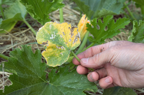 sick yellowed zucchini leaf with signs of necrosis photo