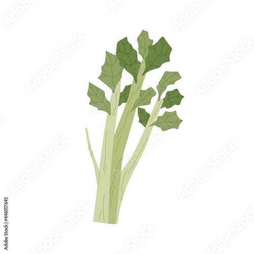 Bunch of green celery stalks with leaf. Fresh leafy vegetable. Healthy vegeta...