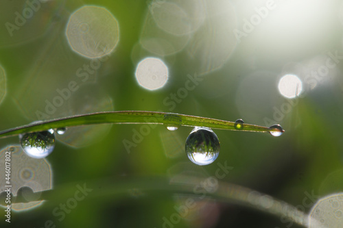 Dew droplets and bokeh in the morning for Nature Background. 
