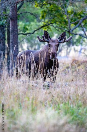 Canvas Print moose in the forest