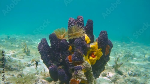 Colorful underwater creatures with sea sponges and feather duster worms, Caribbean sea photo