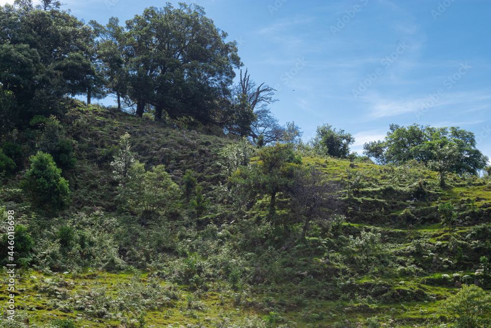 Landscape with green grass and trees on it under the blue sky Landscape with green grass and trees on it under the blue sky