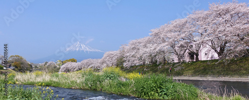 Panoramic view of Fuji mountain and cherry blossom tree blooming by a urui river in spring in Shizuoka area of ​​Japan.