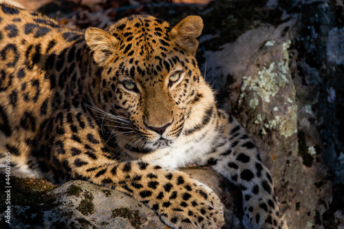 Far Eastern leopard in the autumn forest. Close-up. The spotted face of a leopard looks into the distance.