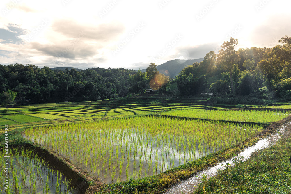 Rice fields at the beginning of cultivation