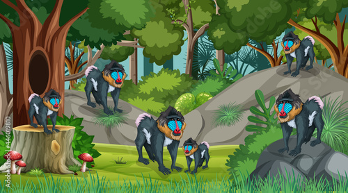 Mandrill family in forest at daytime scene with many trees