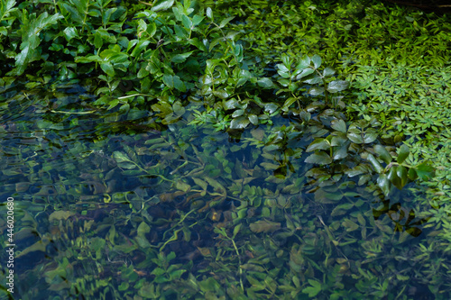 Ein Bach mit vielen gr  nen Wasserpflanzen