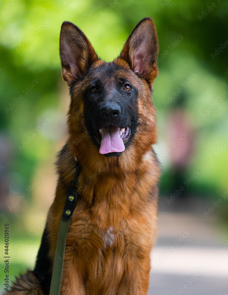 dog on a leash for a walk, german shepherd dog on a leash for a walk, german shepherd