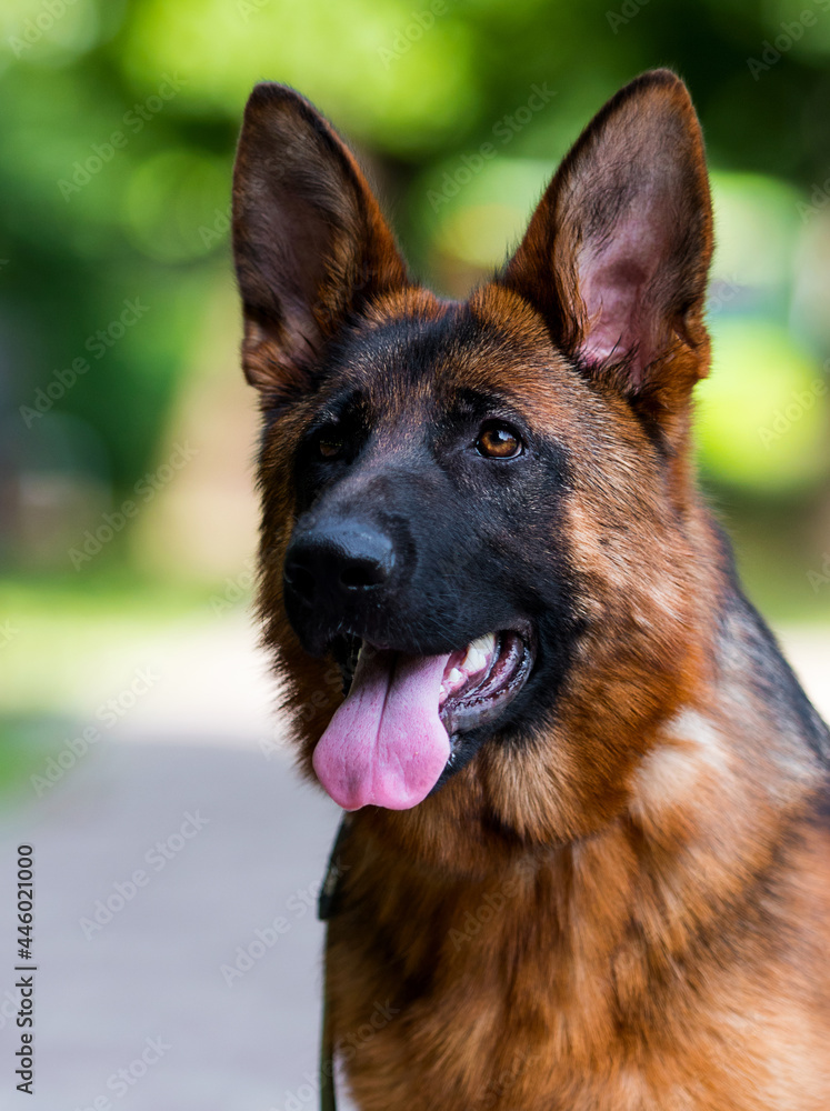face dog breed German shepherd face dog breed German shepherd