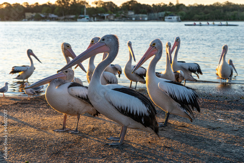 Side View of Pelicans on Riverside at Sunset in Noosaville,Queensland,Australia. Wild Animal Concept © nicolas