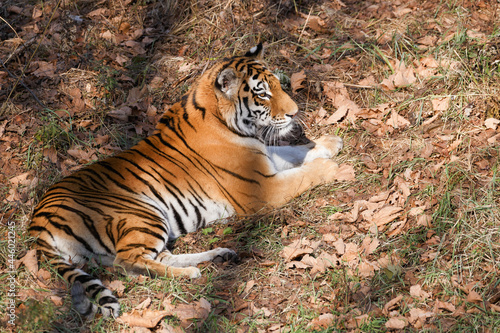 The Amur tiger lies on fallen leaves in the autumn forest. Beautiful wild tiger in the autumn forest.