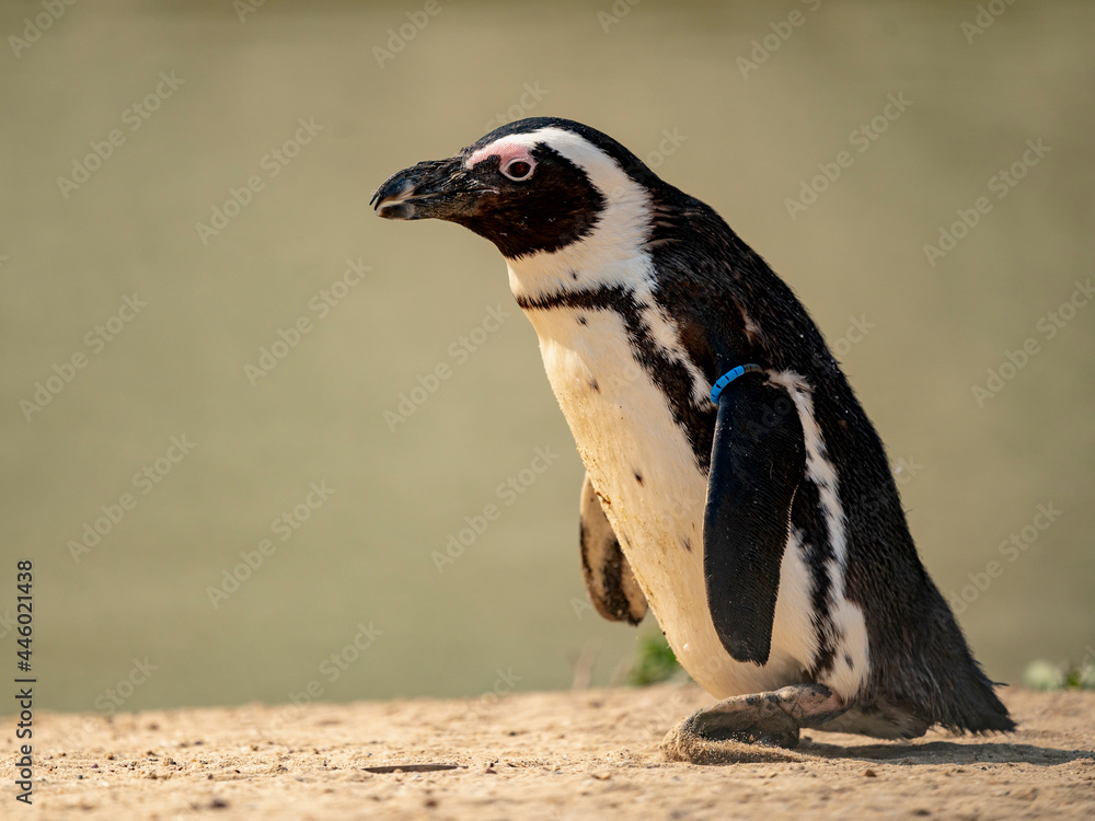 Fototapeta premium Pingouin