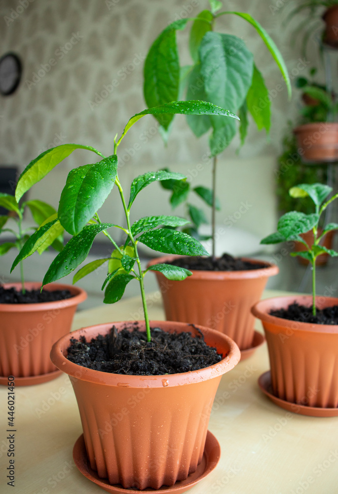 growing ornamental citrus plants at home, lemons and avocados small sprouts at home, a small planet in an apartment