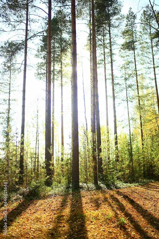 Obraz premium summer landscape in forest background panorama nature summer season landscape trees