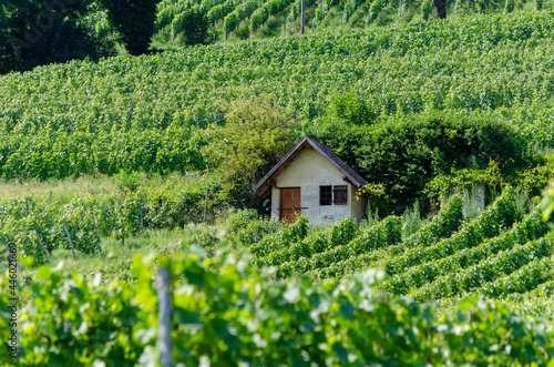 Vignobles au Landeron, Neuchâtel, Suisse