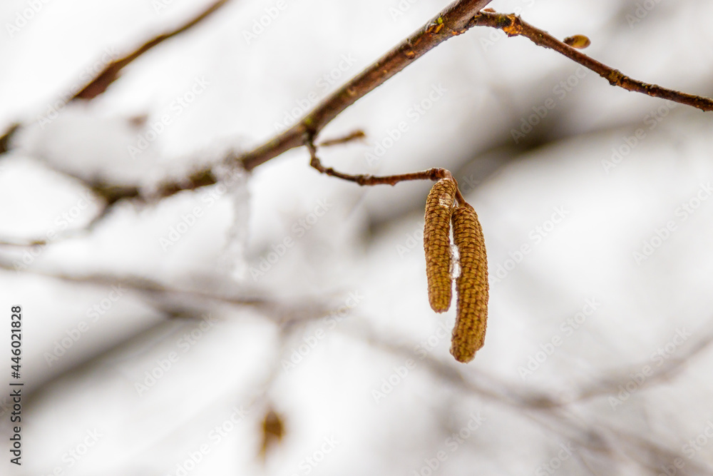 Naklejka premium branches of trees covered with snow and drops of water