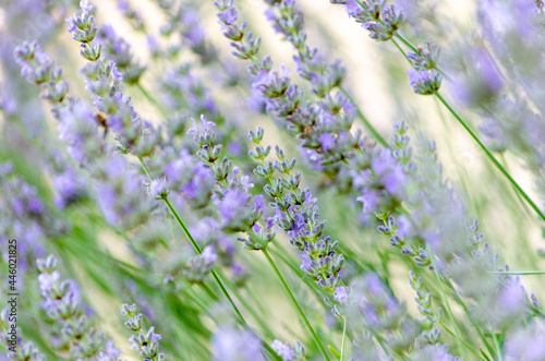 Lavande officinale (Lavandula angustifolia Mill.)