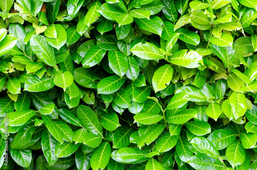 Laurelle, laurier-cerise ou laurier du Caucase (Prunus laurocerasus 'Caucasica')