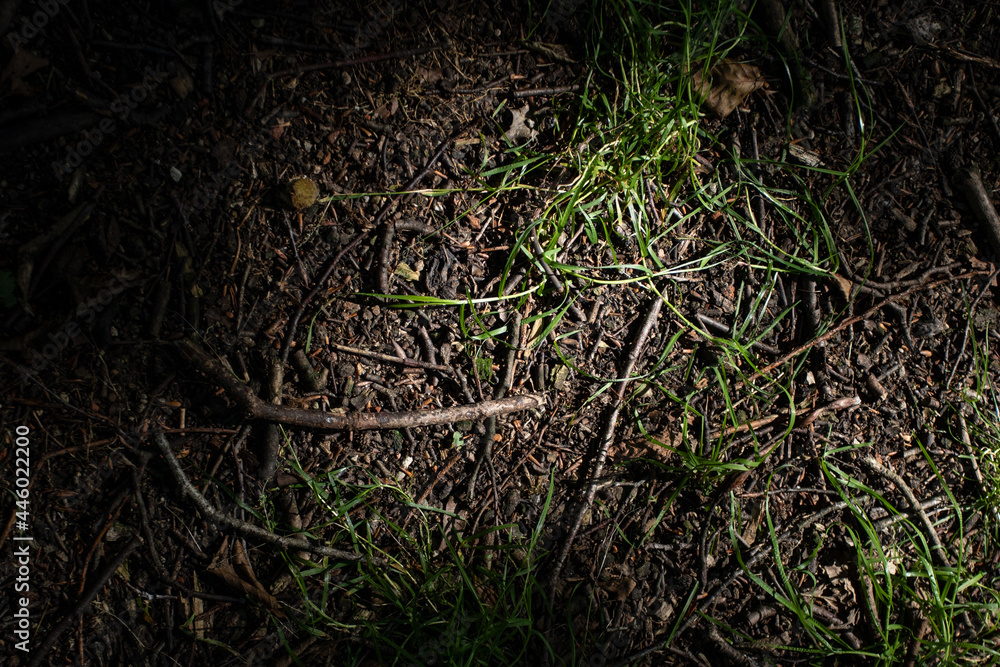 Obraz premium Waldboden Close-Up