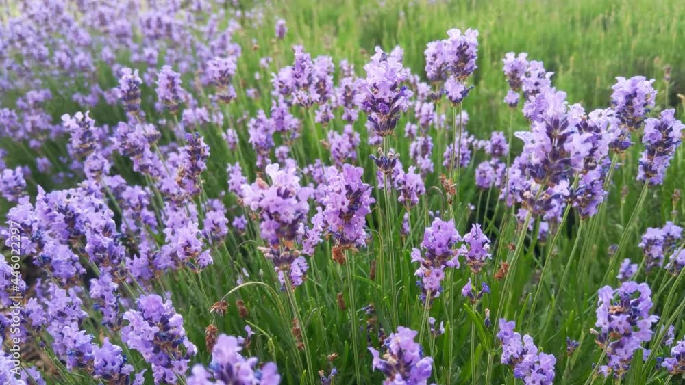 Flowering lavender close-up in the field Flowering lavender close-up in the field