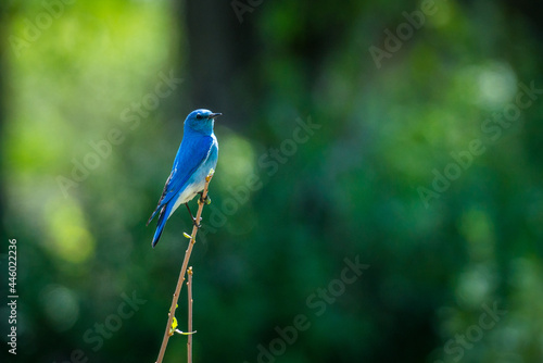 Male Mountain Bluebird (Sialia currucoides)