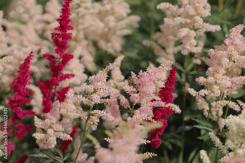 Fototapeta Naklejka Na Ścianę i Meble -  Tawułki w ogrodzie, piękne kolorowe byliny na rabacie