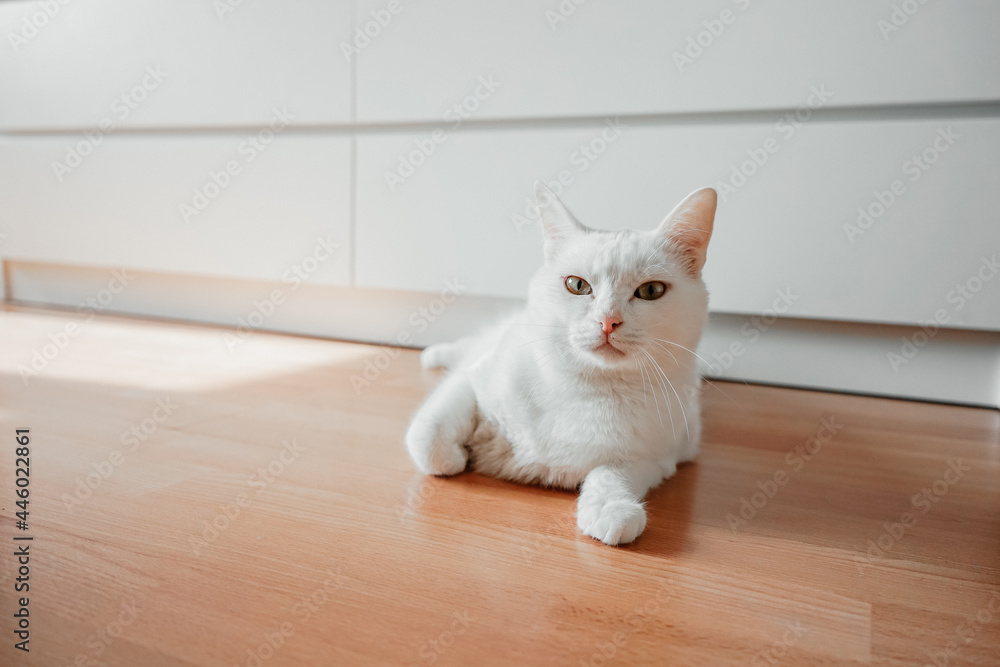 A white fluffy cat lies on the floor against the background of a white bedside table in the apartment. Looks into the frame. A white fluffy cat lies on the floor against the background of a white bedside table in the apartment. Looks into the frame.