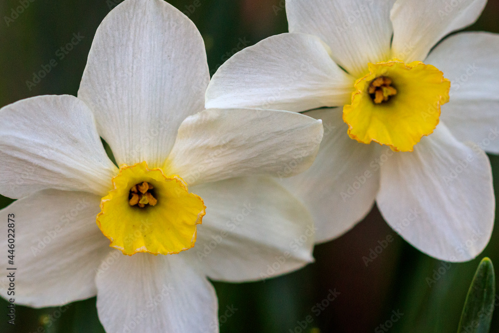 beautiful summer Poeticus daffodils beautiful summer Poeticus daffodils