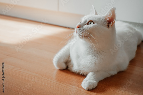 A white fluffy cat lies on the floor against the background of a white bedside table. Looks up. Place for your text.