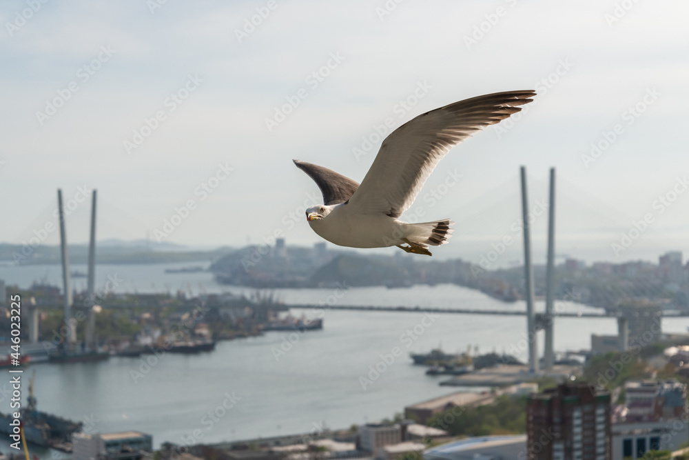 Flying seagull in the light blue sky. Flying seagull in the light blue sky.
