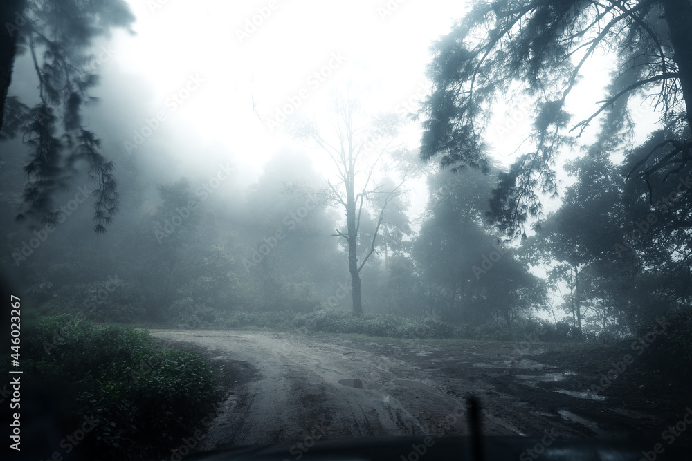 Obraz premium Road in a tropical forest,The road into the tropical humid forest