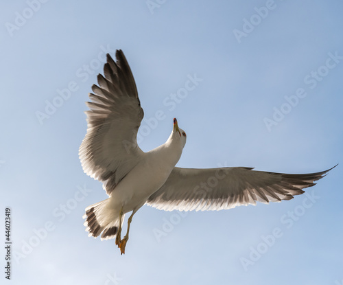 Flying seagull in the light blue sky.