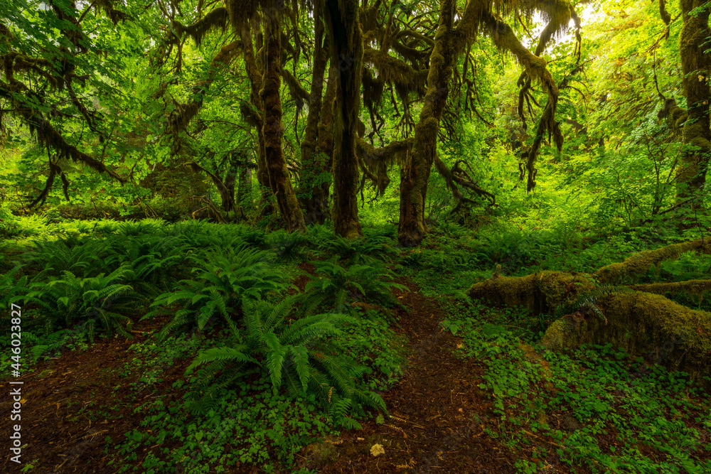 Fototapeta premium Olympic National Park/Hoh Rainforest. Trees covered in moss in a temperate Hoh Rain Forest.