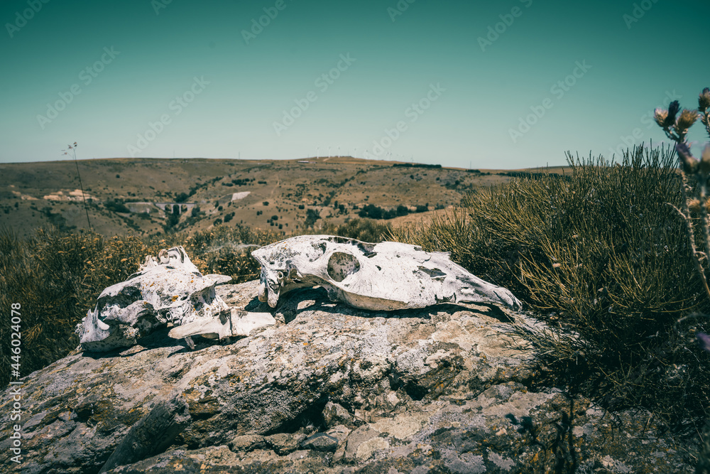 skulls of animals on a stone in a wooded area