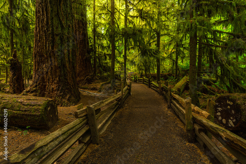 Cathedral Grove near Tofino  Vancouver Island  British Columbia