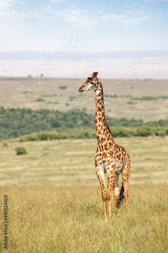 Adult male Masai giraffe in the grass of the Masai Mara. This is an endangered subspecies indigenous to central and southern Kenya.