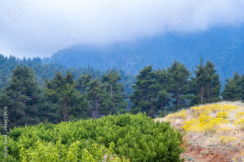 Beautiful landscape with lush green nature in Toroslar, Mersin, Turkey photo