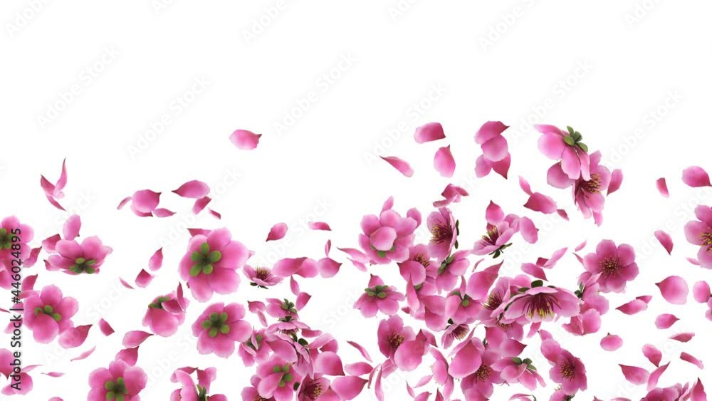 3D animation of a pink cherry sakura flower petals flow with alpha layer 3D animation of a pink cherry sakura flower petals flow with alpha layer