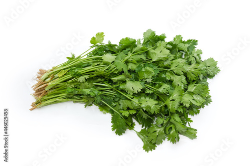 Bunch of the fresh young coriander on a white background