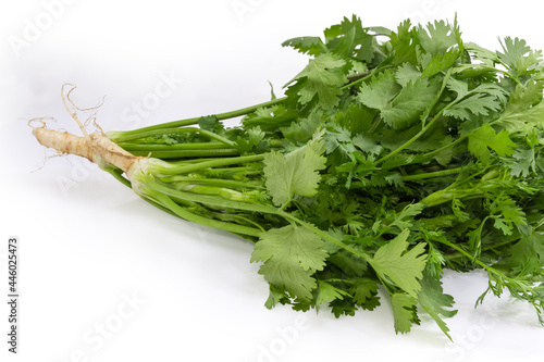 Bunch of the fresh coriander stems on white background, fragment