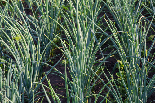 Fragment of the onion plantation with green stems, close-up