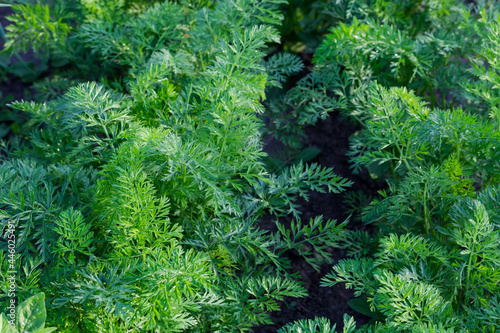 Fragment of the carrot plantation  close-up