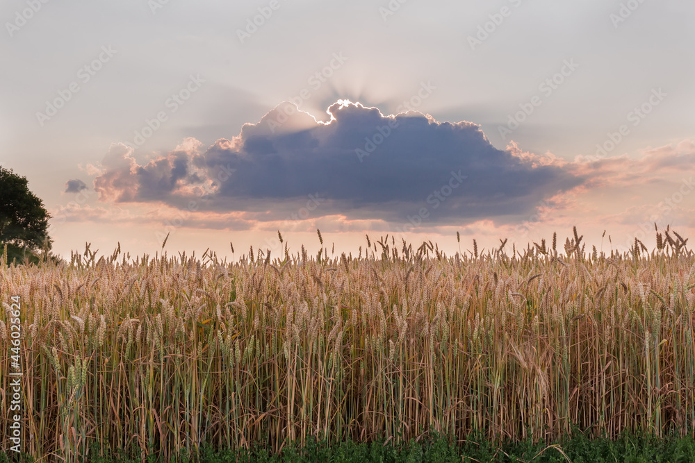 Field of ripening wheat against sky, sun behind a cloud Field of ripening wheat against sky, sun behind a cloud